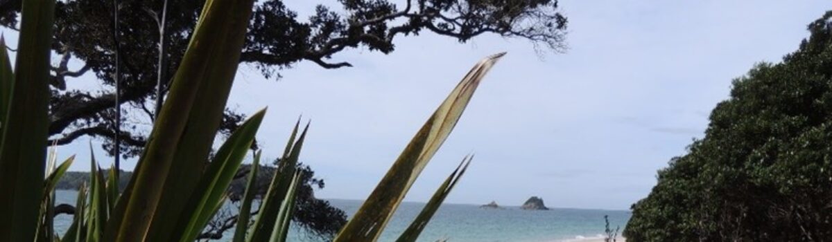 5 Gems around the Coromandel Peninsula on the East Coast of New Zealand a short drive from 1093 Tairua Whitianga Road
