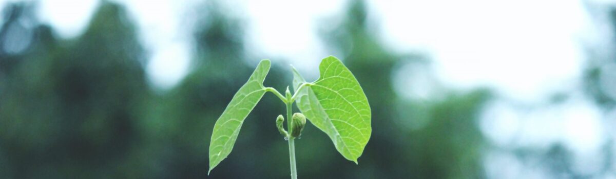 The Impact of Climate Change on New Zealand Soils: Challenges and Adaptations- An opinion piece by Hamilton-based leading soil scientist Dr. Gordon Rajendram