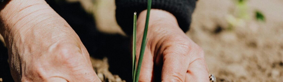 Liming Soil for Different Crops: Practical Insights from Waikato – Based Soil Scientist Dr Gordon Rajendram