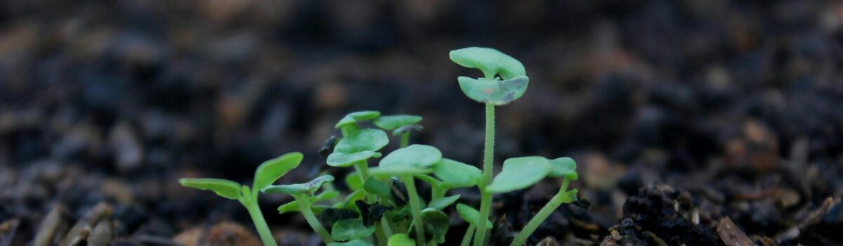 Mitigating Toxic Minerals in Soil: The Role of Fertiliser and Lime Explained by Dr Gordon Rajendram