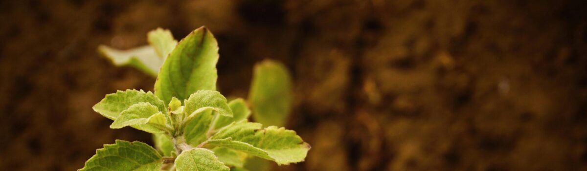 Profile Fertilisers, Combating Aluminium Toxicity: Elevate’s Role in Enhancing Soil Health