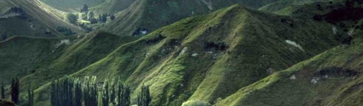 Revitalising New Zealand Hill Country Soils: The Economic Edge of Elevate and Liming with Profile Fertilisers