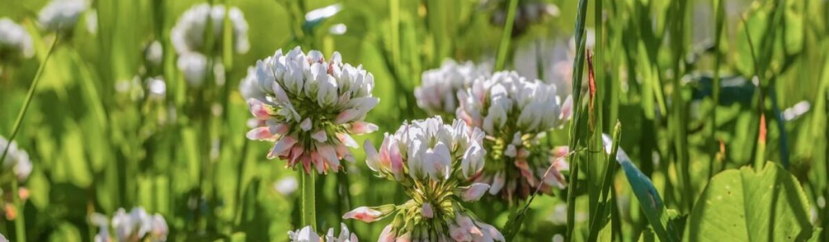 Clover: A High-Quality Feed for Increased Milk and Meat Production. An insight from leading Hamilton-based soil scientist, Dr. Gordon Rajendram