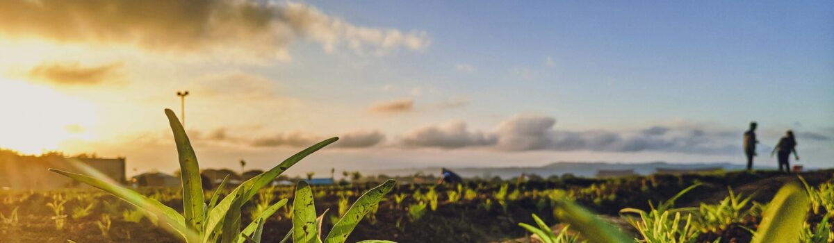 Canterbury – based Agraforum New Zealand: Revolutionising Soil Management with EnviroCal