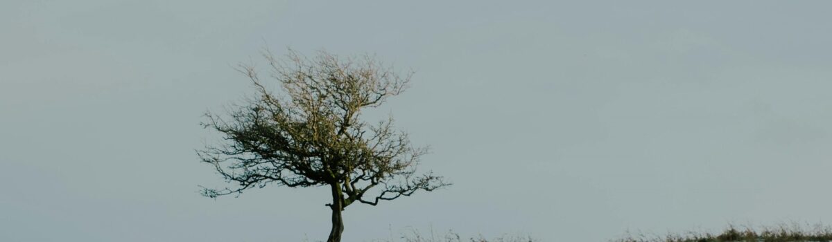 Preparing Your Soil for Winter: Essential Tips for a Healthy Spring with Profile Fertilisers from Pahiatua