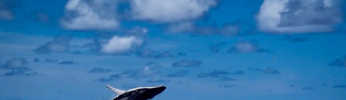 Discover Winter in Paradise: Whale Watching & Island Adventures with Pacific Resort Hotel Group