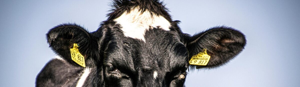 Nitrogen, Urea, and the Dairy Industry: A Close Look at Urine Patches and Leaching with Profile Fertilisers, Pahiatua