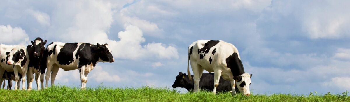Assessing the Impact of Summer Grazing Patterns on Soil Compaction and Health with Soil Scientist Dr Gordon Rajendram